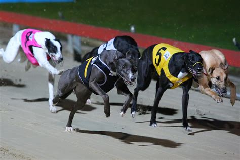 Greyhound Racing Tips .